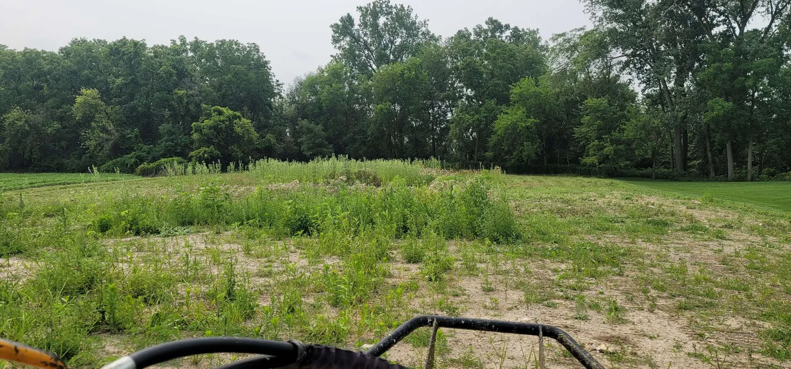 Grassy clearing bordered by trees