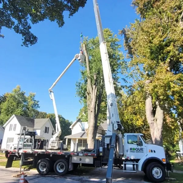 Roque Tree Service crane truck with its boom raised beside a tree and houses